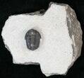 Bargain Gerastos Trilobite Fossil #15398-2